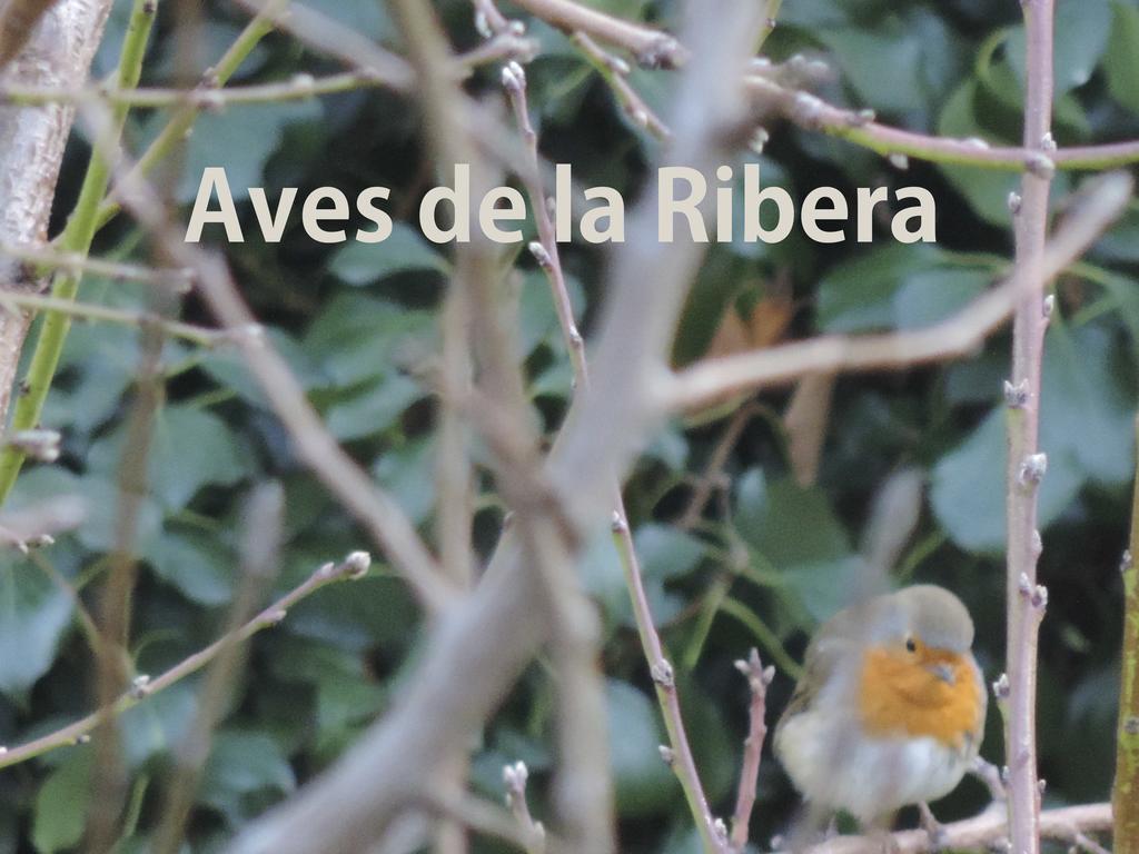 Embid de la Ribera El Retiro De Isabel 게스트하우스 외부 사진